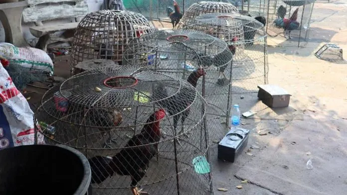 Philippines cockfighting revenue seen outstripping POGOs