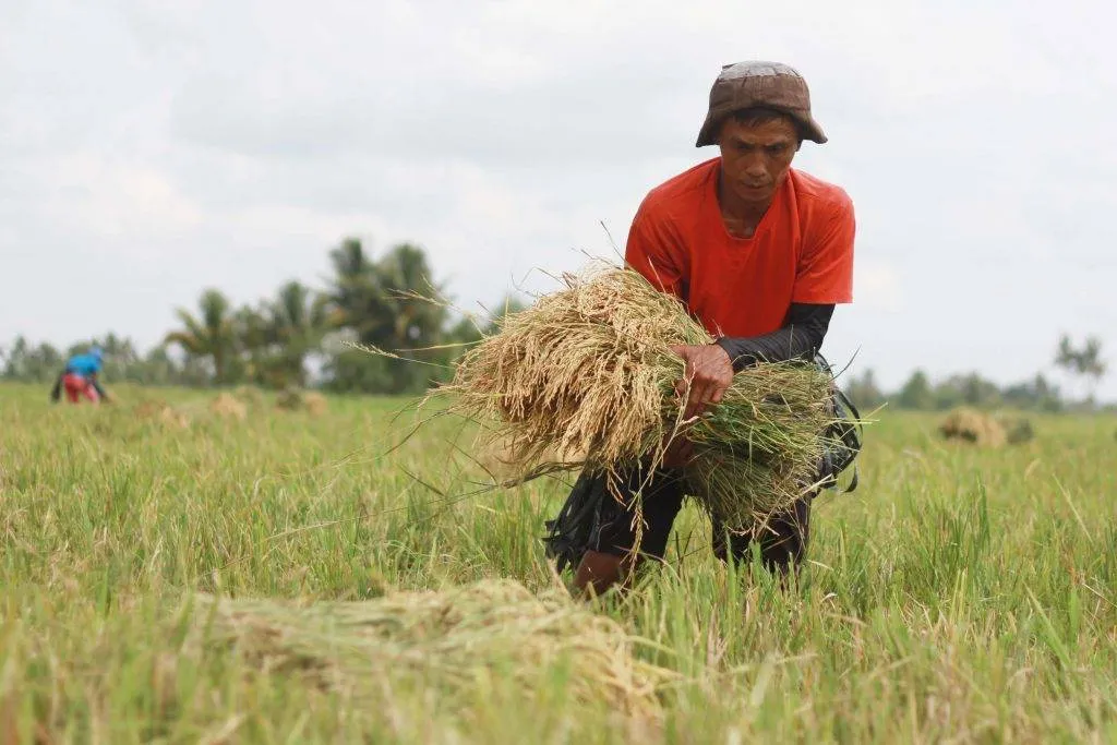 New gov’t can consider P30/kg NFA rice – DA chief