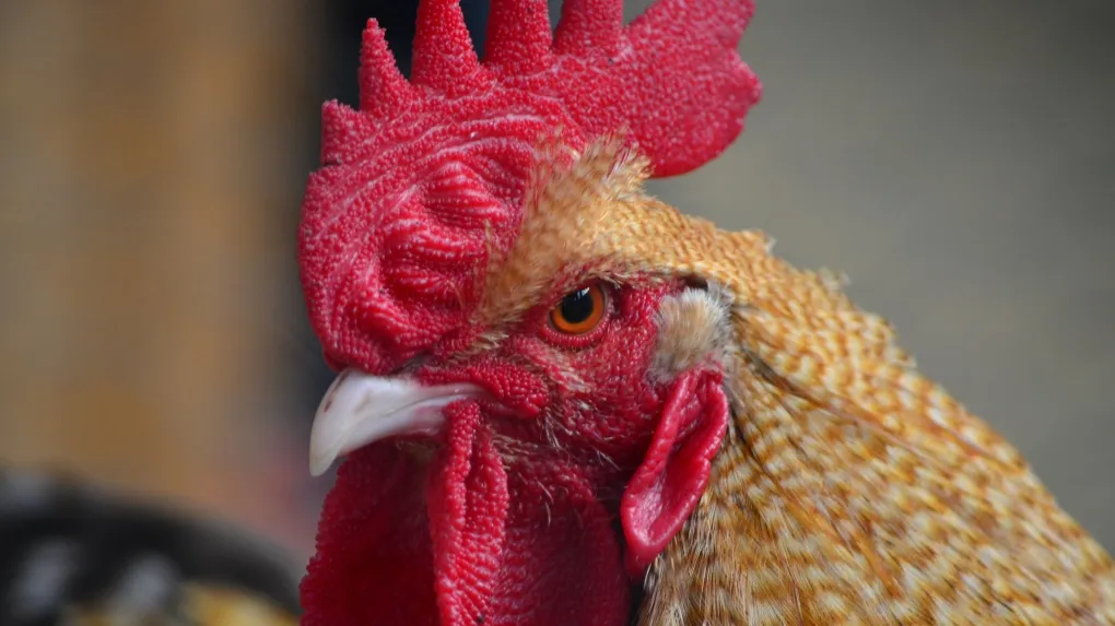 143 Roosters Euthanized After California Cockfighting Bust 